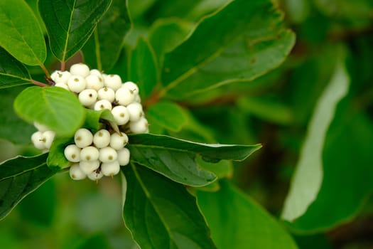 White berries of Cornus Alba Sibirica with selective blur.
