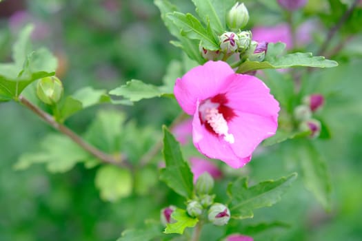 Pink hibiscus flower blooming in the garden, closeup of petals and pollens, nature photography gardening background.