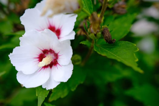 white hibiscus flower blooming in the garden, closeup of petals and pollens, nature photography gardening background.