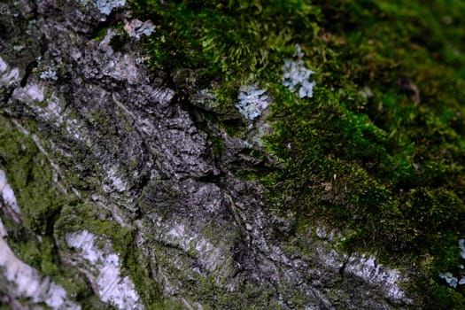 green bark background with moss on the bark.