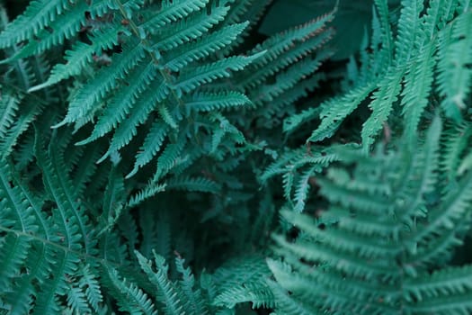 Beautiful fern leaf texture in nature. Natural ferns blurred background. Fern leaves Close up. Fern plants in forest. Background nature concept