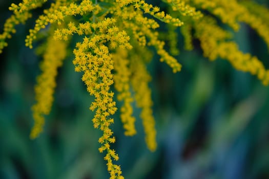 Buquets Ragweed bushes, Ambrosia artemisiifolia and Solidago, goldenrods in wooden boards. Dangerous and safe plant. Comparison of flowers