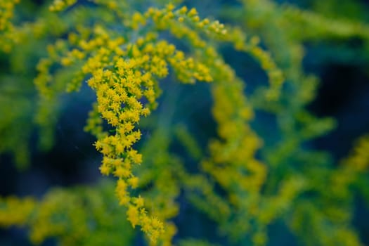 Buquets Ragweed bushes, Ambrosia artemisiifolia and Solidago, goldenrods in wooden boards. Dangerous and safe plant. Comparison of flowers