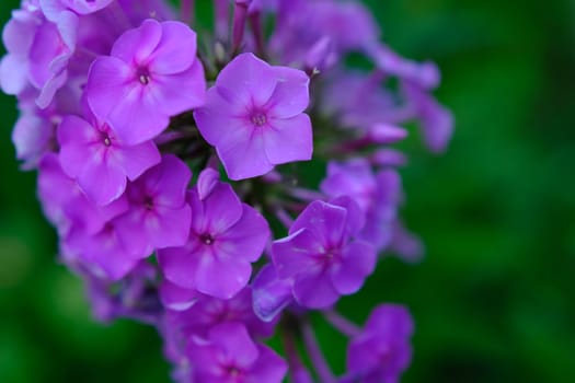 Bush of blooming Phlox Paniculata Pink Flame flowers in the garden on a sunny day.