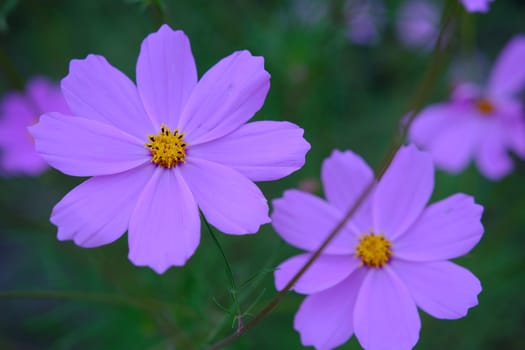 Bright pink cosmos aka aster flowers fin: kosmos kukka in a closeup image with some greens in the background. Beautiful spring flowers photographed in Helsinki, Finland. Closeup color image