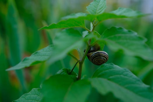 snail crawls on a physalis branch on suny day.