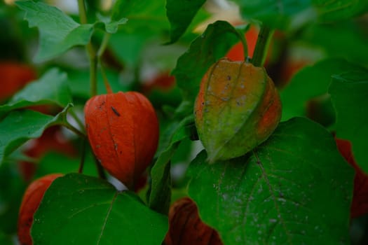 Physalis plant with bright red orange flowers and green leaves on black background.