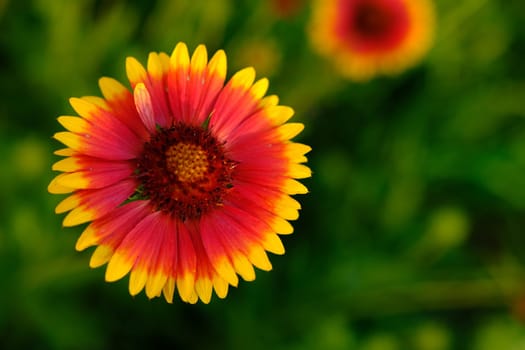The large garden bumblebee or ruderal bumblebee Bombus ruderatus, beatiful photo. Gaillardia. Bumblebee collects pollen on gaillardia. A beautiful and bright garden flower.
