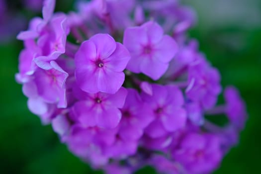 Bush of blooming Phlox Paniculata Pink Flame flowers in the garden on a sunny day.