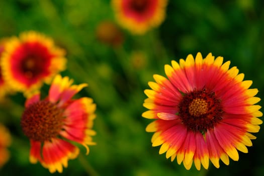 The large garden bumblebee or ruderal bumblebee Bombus ruderatus, beatiful photo. Gaillardia. Bumblebee collects pollen on gaillardia. A beautiful and bright garden flower.