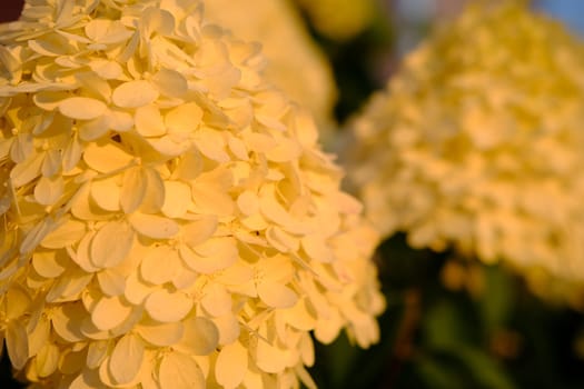 bouquet of white hydrangea flower blossom in morning garden and green background.