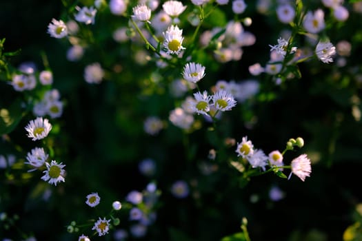 Crop view of the blooming daisies field in spring. Selective focus