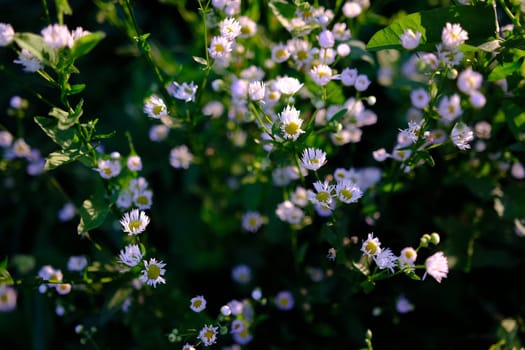 Crop view of the blooming daisies field in spring. Selective focus
