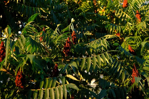 Staghorn Sumac Rhus typhina in park, Keil, Schleswig-Holstein, Germany.