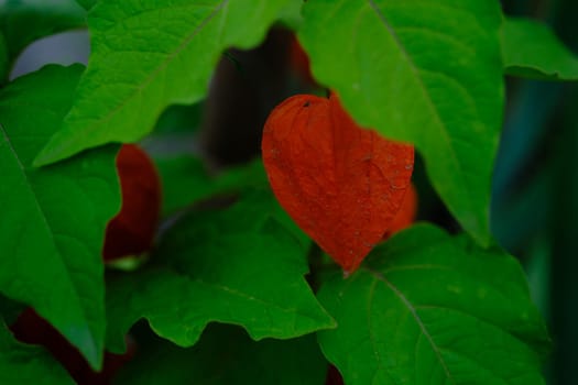 Physalis plant with bright red orange flowers and green leaves on black background.