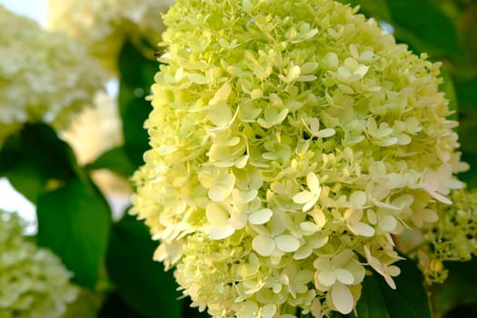 bouquet of white hydrangea flower blossom in morning garden and green background.