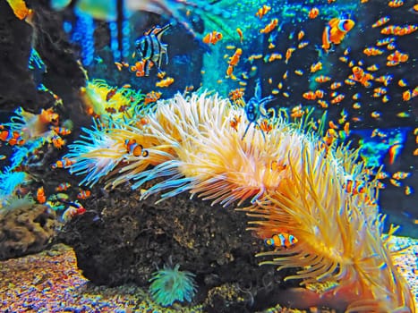 Oceanographic Museum of Monaco