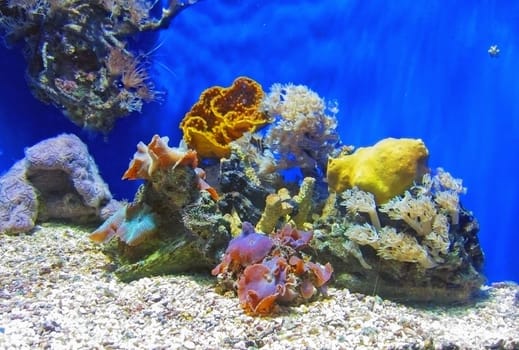 Oceanographic Museum of Monaco