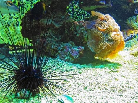 Aquarium in Oceanographic Museum of Monaco