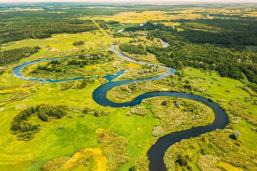 Aerial View Green Forest Woods And River Landscape In Sunny Spring Summer Day. Top View Of Beautiful European Nature From High Attitude In Autumn Season. Drone View. Bird's Eye View.