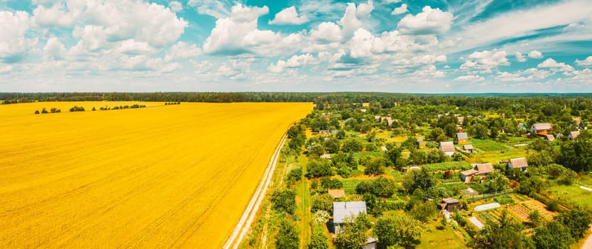 Countryside Rural Landscape With Small Village, Gardens And Yellow Wheat Field In Spring Summer Day. Elevated View. Panorama.