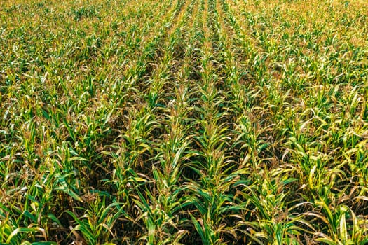 Elevated View Of Rural Maize Field With Rows Corn Sprouts. Green Cornfield Plantation. Agricultural Crop.