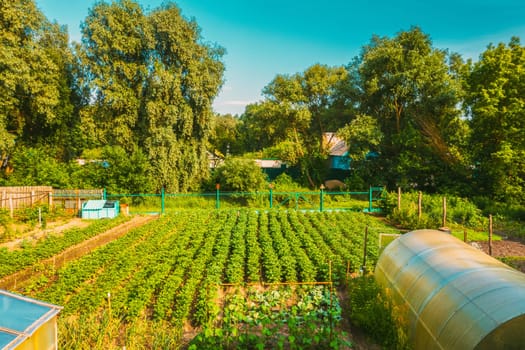 Elevated View Of Vegetable Garden In Small Town Or Village. Potato Plantation And Greenhouse At Summer Evening. Village Garden Beds.