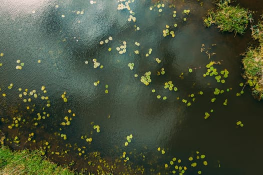 Top View Of Small Leaves Of Young Lilies On Surface Of River Lake Bog.