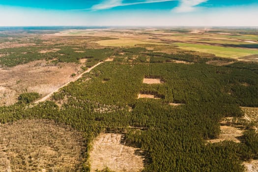 Aerial View Of Deforestation Area Landscape. Green Pine Forest In Deforestation Zone. Top View Of Forest Landscape. Drone View. Bird's Eye View.