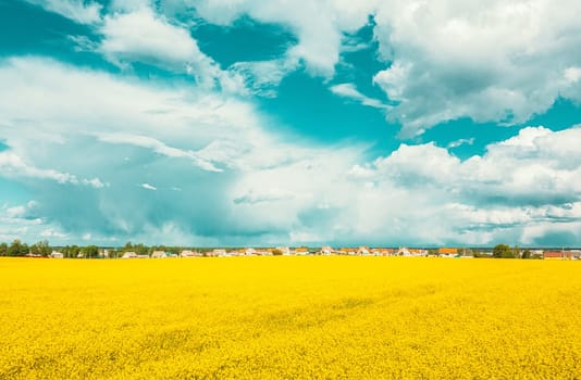 Aerial View Of Agricultural Landscape With Flowering Blooming Rapeseed, Oilseed In Field And Village In Spring Season. Blossom Of Canola Yellow Flowers. Beautiful Rural Landscape In Bird's-eye View.