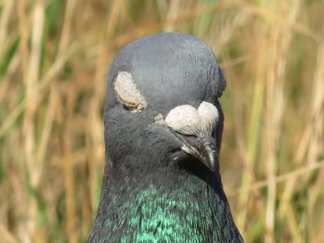 beautiful pigeon posing for photo with intense colors