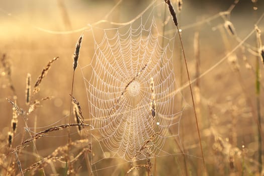 Spider web on a meadow during sunrise