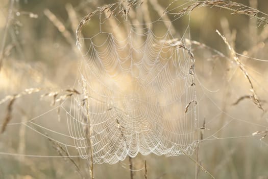 Spider web on a meadow during sunrise