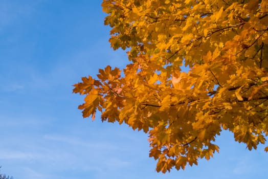 Yellow leaves and blue sky in autumn.
