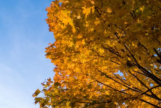 Yellow leaves and blue sky in autumn.