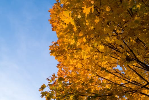Yellow leaves and blue sky in autumn.