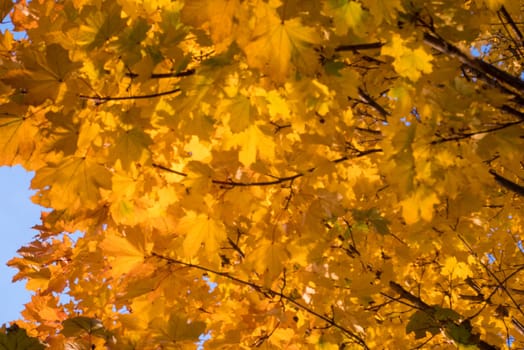 Yellow leaves and blue sky in autumn.