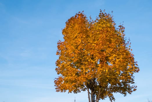Tree with yellow leaves and blue sky in autumn.