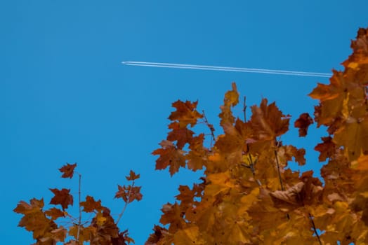 Yellow leaves and blue sky in autumn.