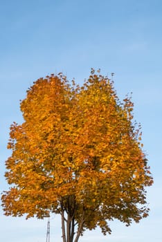 Tree with yellow leaves and blue sky in autumn.