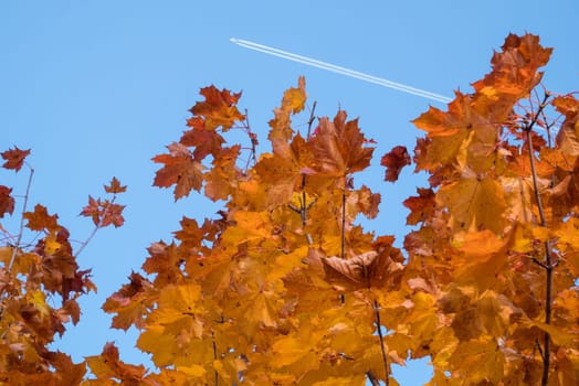 Yellow leaves and blue sky in autumn.