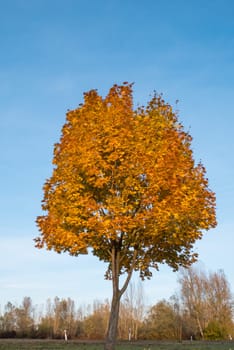 Tree with yellow leaves and blue sky in autumn.