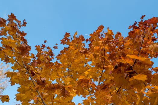 Yellow leaves and blue sky in autumn.