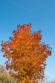 Tree with yellow and red leaves and blue sky in autumn.