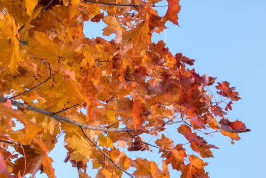 Yellow leaves and blue sky in autumn.