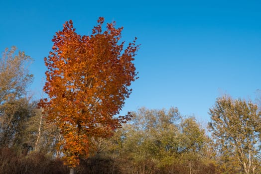 Tree with yellow and red leaves and blue sky in autumn.