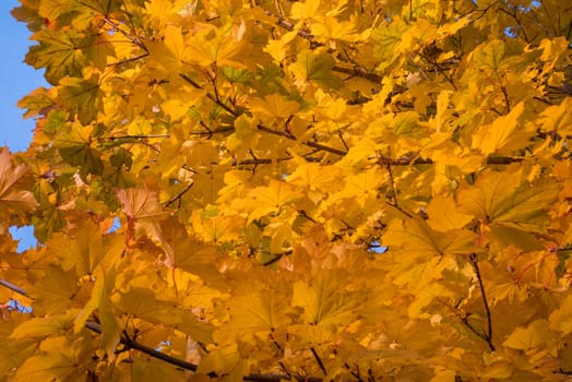 Yellow leaves and blue sky in autumn.