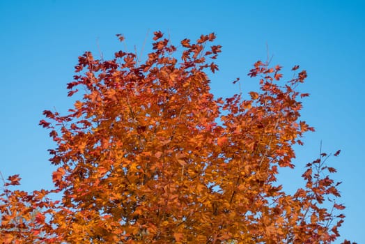 Yellow and red leaves and blue sky in autumn.