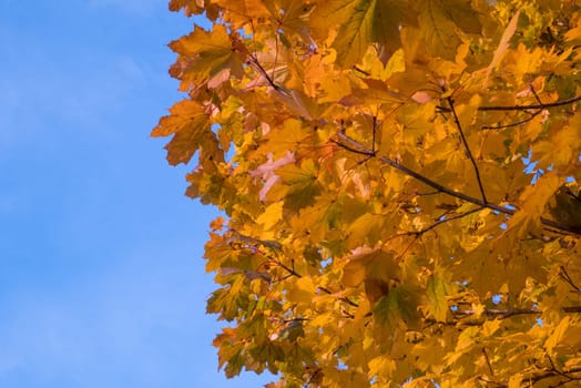 Yellow leaves and blue sky in autumn.