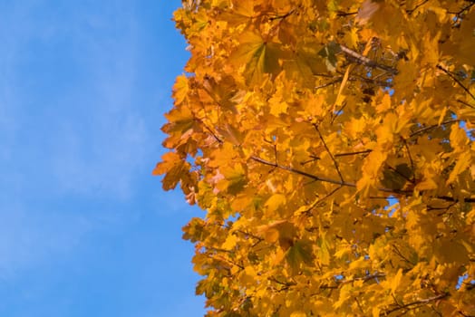 Yellow leaves and blue sky in autumn.